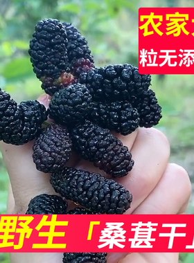 四川野生黑桑葚干特别级枸杞桑葚干果中药材组合泡水茶即食360克