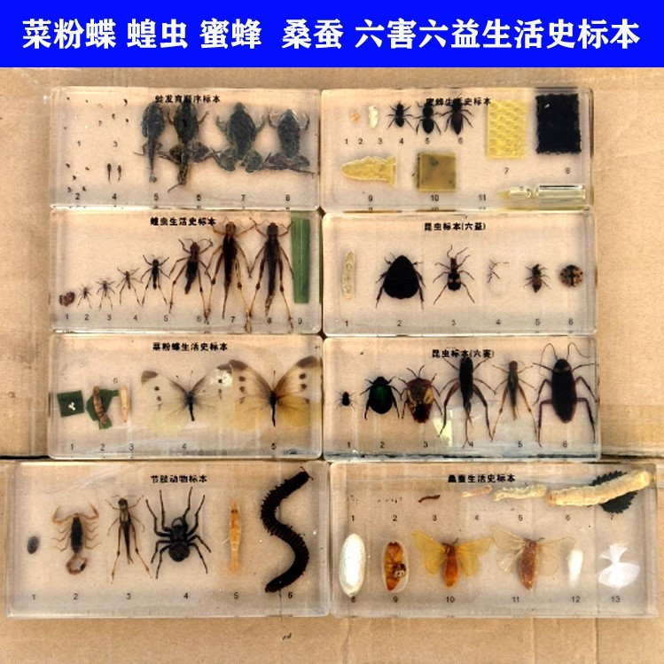 蛙发育大豆植物成长史蜻蜓蜜蜂