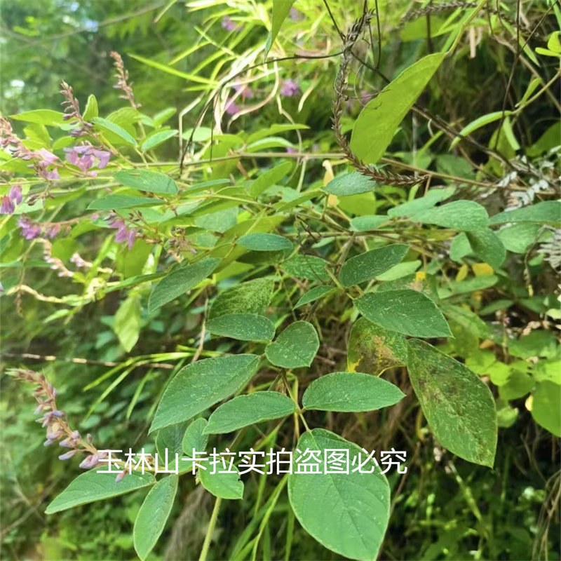 广西农村饿蚂蟥中草药挑食自采晒干纯天然干货饿蚂蝗干