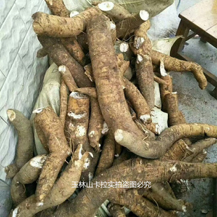 玉郎伞 粉质大罗伞 粉罗伞中药材 小牛力 单刀根 玉罗伞龙眼参