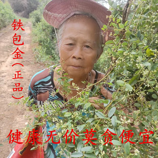 广西深山小叶铁包金根中药材纯根 老鼠耳 乌龙根黄鳝藤中药材干品
