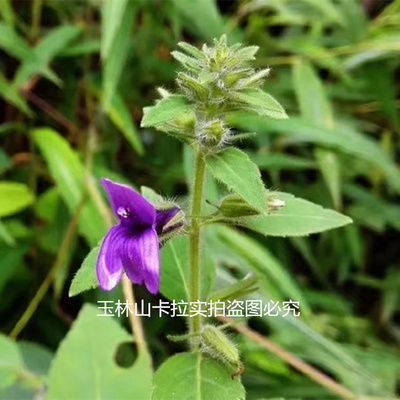 广西现采毛麝香中药材