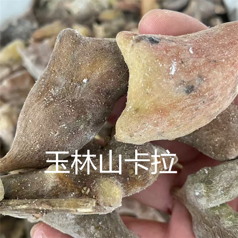 正品广西五倍子 正品中药材肚倍 百虫仓 百药煎 包邮