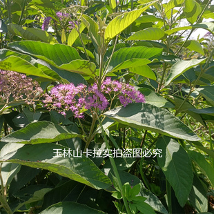 广西深山大叶紫珠 紫珠草大风叶 赶风紫 大叶紫珠枝叶 纯根发货