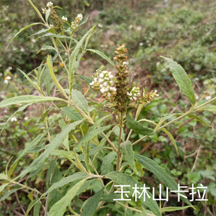 广西白背枫 驳骨丹 独叶埔姜 荚叶醉鱼草白鱼号白花洋泡现采枝叶