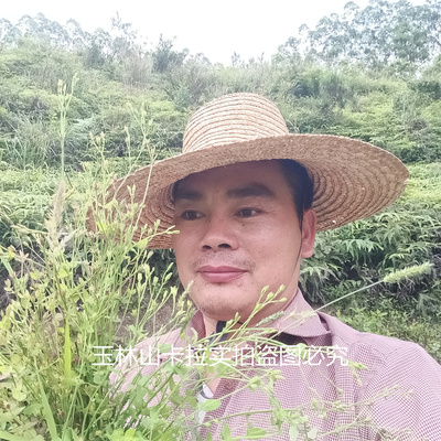 新货广西田基黄 田基王 地耳草 黄花草 雀舌草禾虾气中药材整条