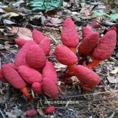 回春草 顶天柱 不老草回心草民间滋补泡酒料整株干品发货当季新货