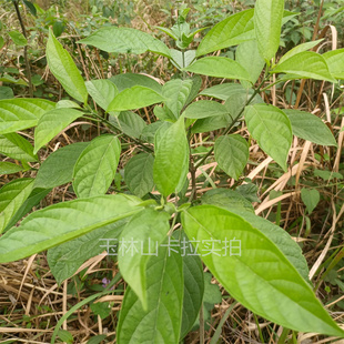 广西大路边青枝叶 大青叶根 叶 臭大青纯根 羊咩青中草药