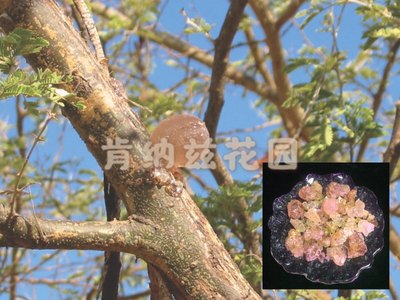 金合欢胶 Vachellia nilotica/阿拉伯金合欢胶10-50g装