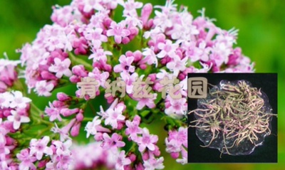 缬草 Valeriana officinalis/缬草10-50g/种子10粒装