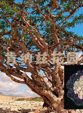 乳香 Boswellia sacra/阿曼乳香脂10-50g/乳香粉10-50g/种子3粒装