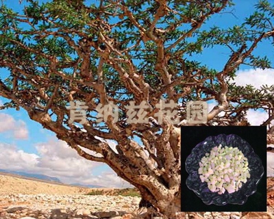 乳香 Boswellia sacra/阿曼乳香脂10-50g/乳香粉10-50g/种子3粒装