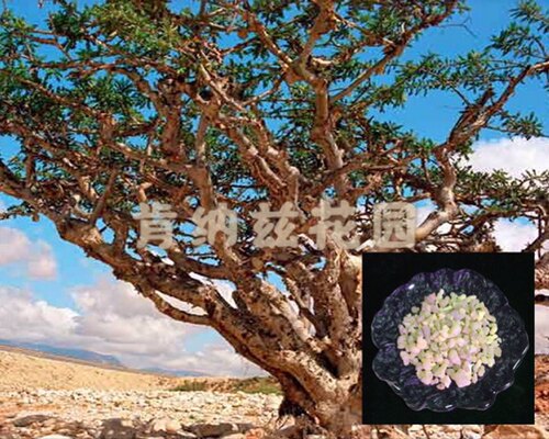 乳香 Boswellia sacra/阿曼乳香脂10-50g/乳香粉10-50g/种子3粒装
