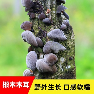 通江椴木仿野生黑木耳干货小碗耳青杠细糯春木耳非东北木耳250g