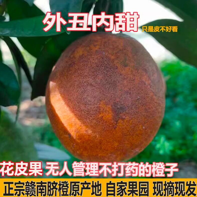 新鲜赣南脐橙丑橙子江西安远信丰寻乌榨汁橙花皮果现摘丑果整箱