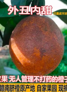 新鲜赣南脐橙丑橙子江西安远信丰寻乌榨汁橙花皮果现摘丑果整箱