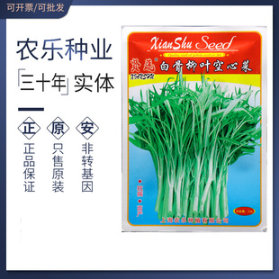 白骨柳叶空心菜种子种籽白梗小叶细叶空心菜种籽蕹菜种子