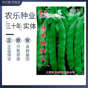 特早地油豆种子无架地豆菜豆籽扁刀豆矮株四季豆早熟高产