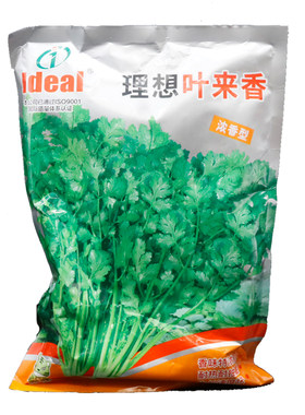 理想叶来香浓香型香菜种子