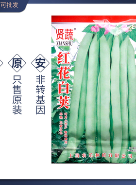 红花白荚架豆种子白荚四季豆种籽搭架四季豆蔓生菜豆绿白色刀豆籽