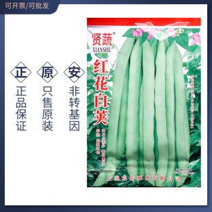 红花白荚架豆种子白荚四季豆种籽搭架四季豆蔓生菜豆绿白色刀豆籽