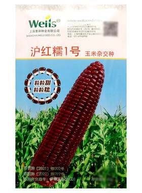 惠和沪红糯1号玉米种子红玉米
