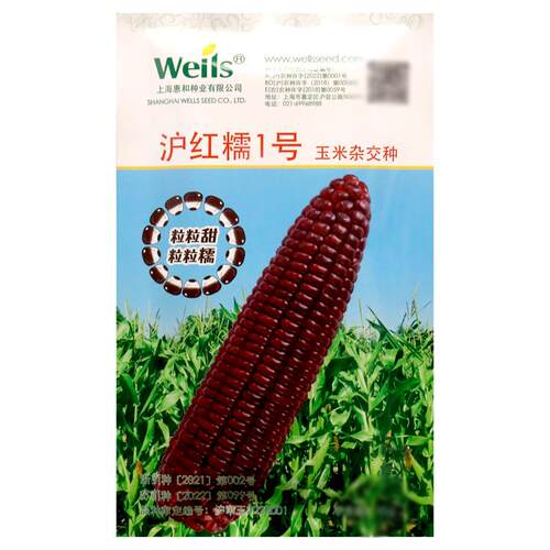 惠和沪红糯1号玉米种子红玉米