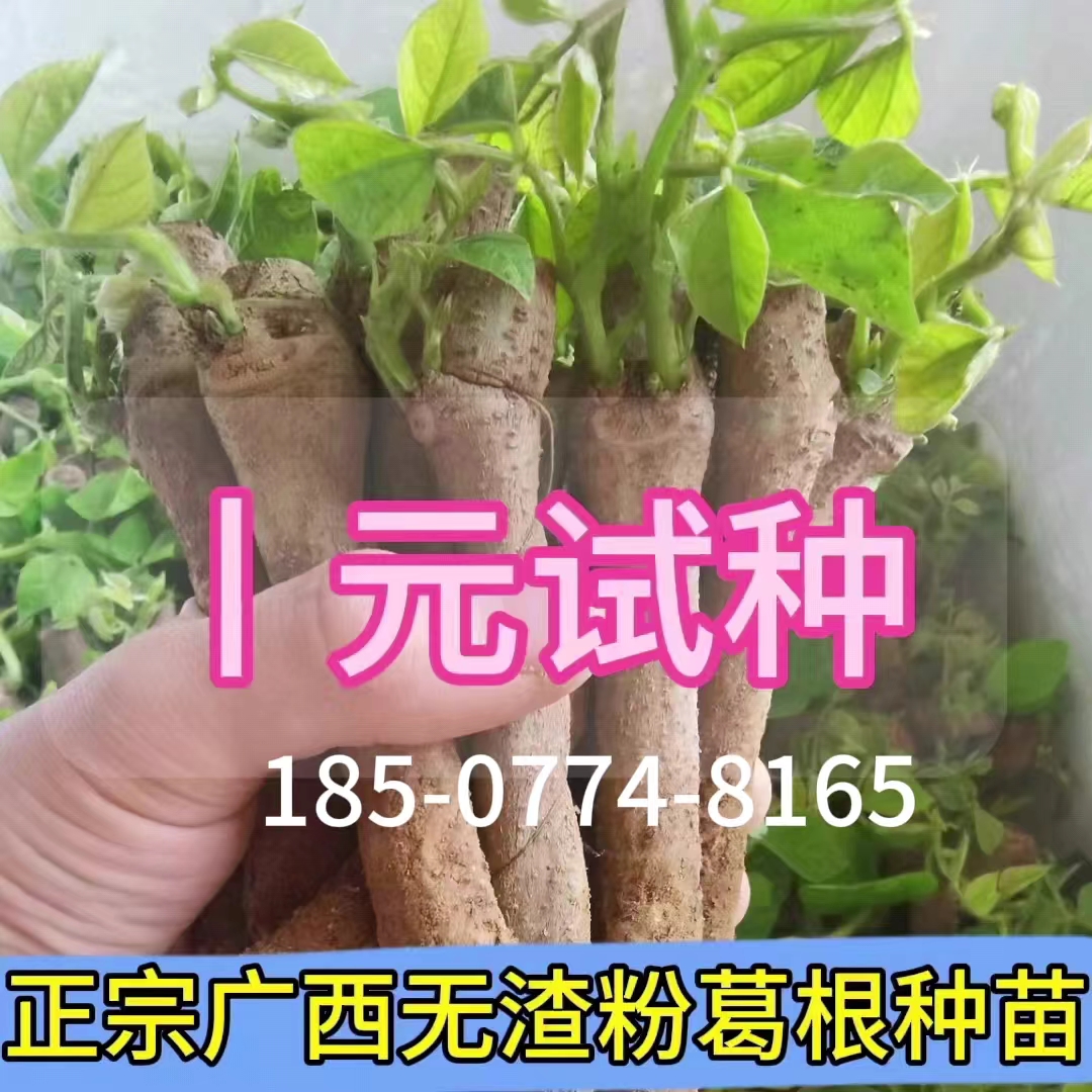 广西葛根种子葛根种苗绿化苗木高产无渣粉葛苗葛根种植菜葛苗全国
