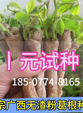 广西葛根种子葛根种苗绿化苗木高产无渣粉葛苗葛根种植菜葛苗全国