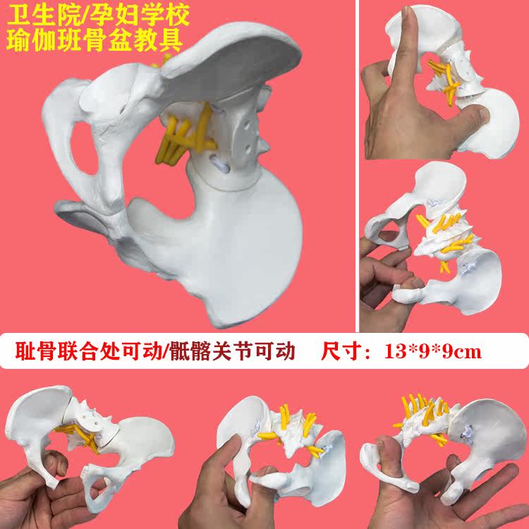 요가 수업|산부인과 학교 여성 동적 골반 모델 이동식 분리 골반 데모 디스플레이 교육 모델