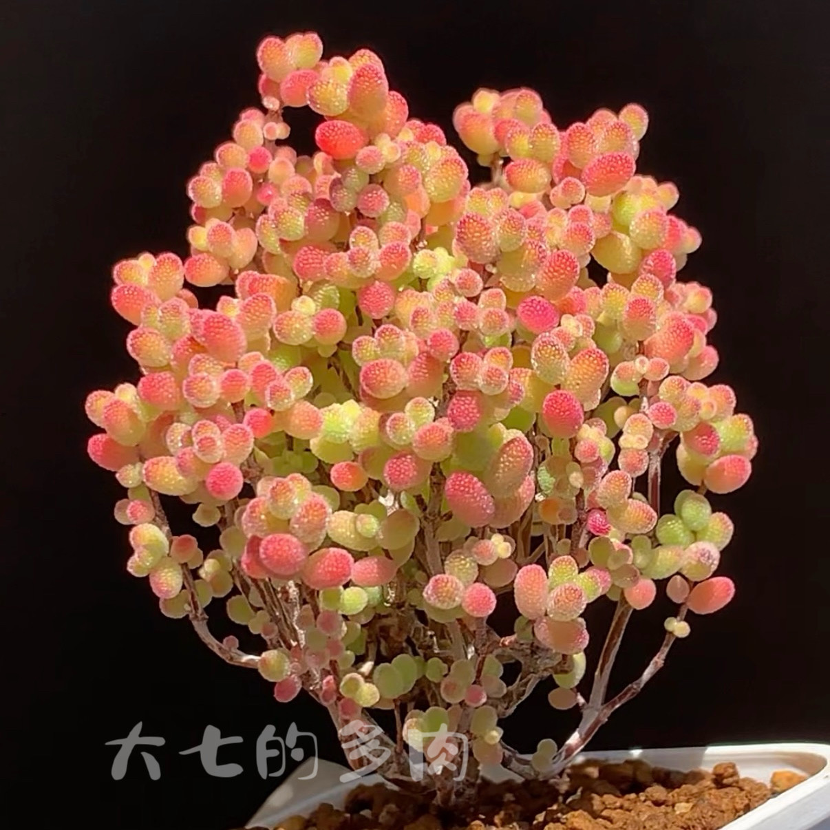 蜜橘糖球 枝干番杏带盆土 出状态橘粉色  一物一拍 大七的多肉