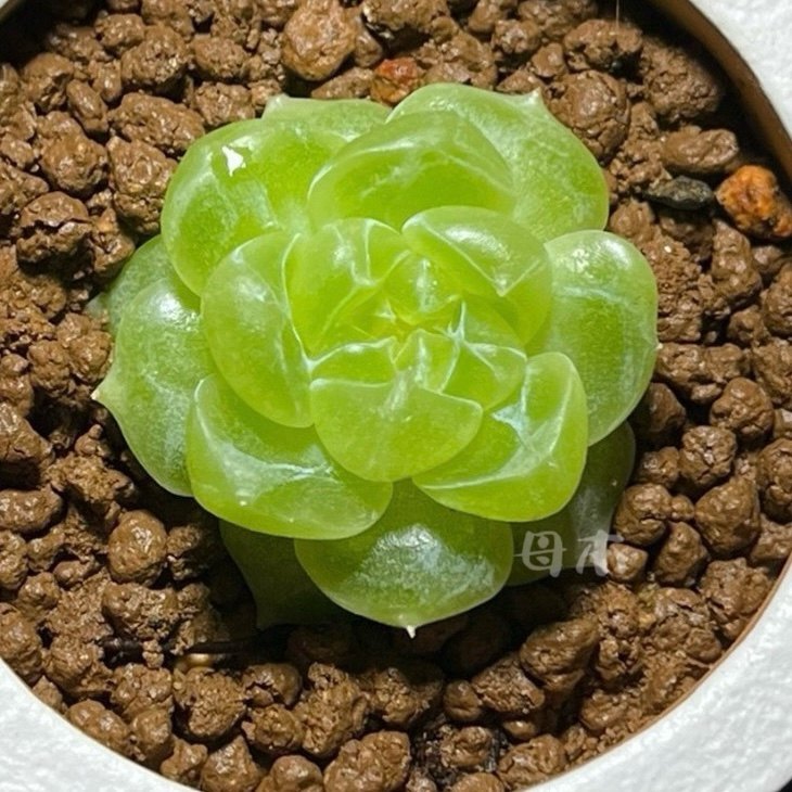 泼天 财富密码 泼天富贵 一颗繁殖 多肉植物 一物一拍 大七的多肉,鲜花速递/花卉仿真/绿植园艺,多肉植物,淘宝优惠券,粉丝福利购,淘宝优惠卷