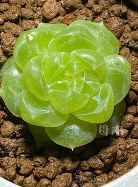 泼天 财富密码 泼天富贵 一颗繁殖 多肉植物 一物一拍 大七的多肉