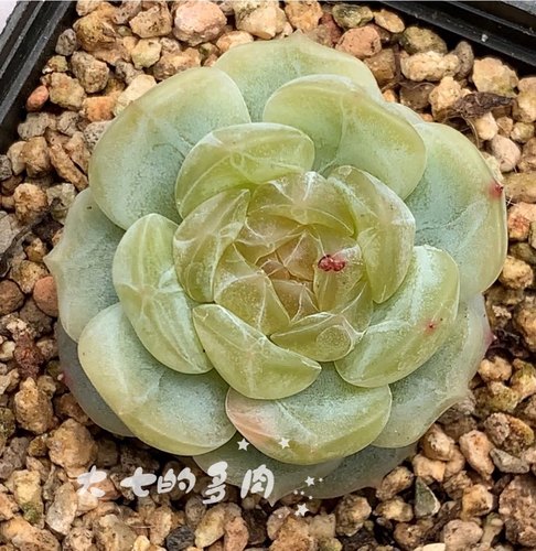 白色恋人大七的多肉一物一拍