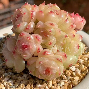 浮生麦秆 小品位 优选定向繁殖 一物一拍 大七的多肉 多肉植物