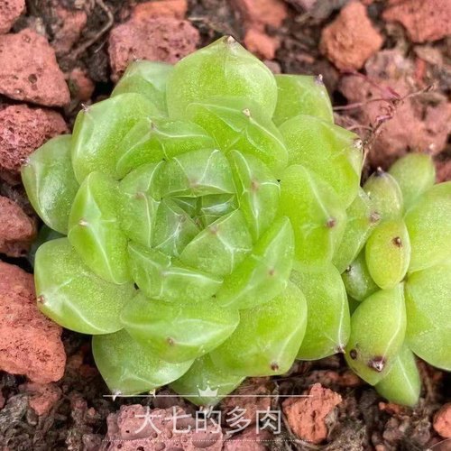 钻纹麦秆大七的多肉一物一拍