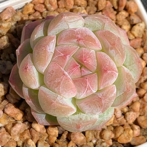 梦幻芭比大七的多肉一物一拍