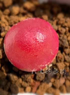 SH409灯泡 肉锥 5、6年大年份 开花株 一物一拍 大七的多肉
