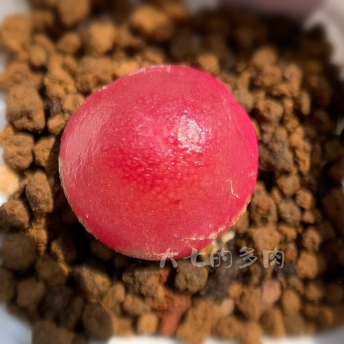 灯泡肉锥一物一拍大七的多肉