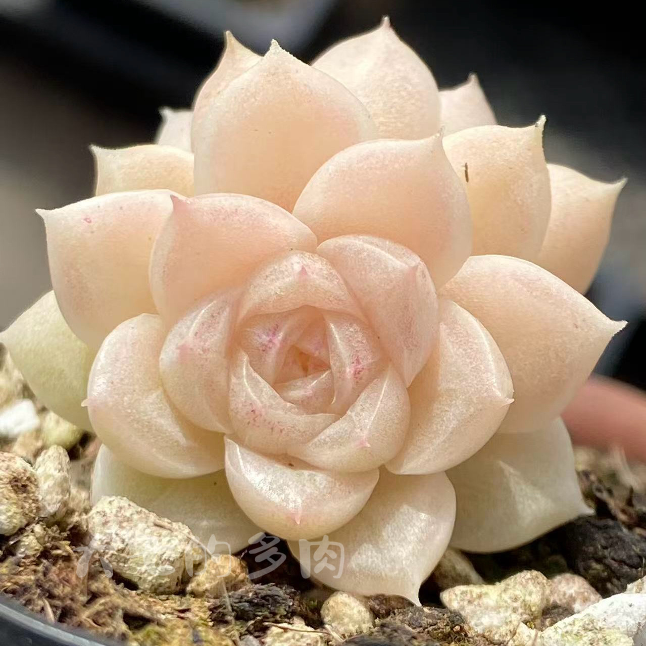 粉白包子麦秆 气泡感 定向繁殖 一物一拍 大七的多肉 多肉植物