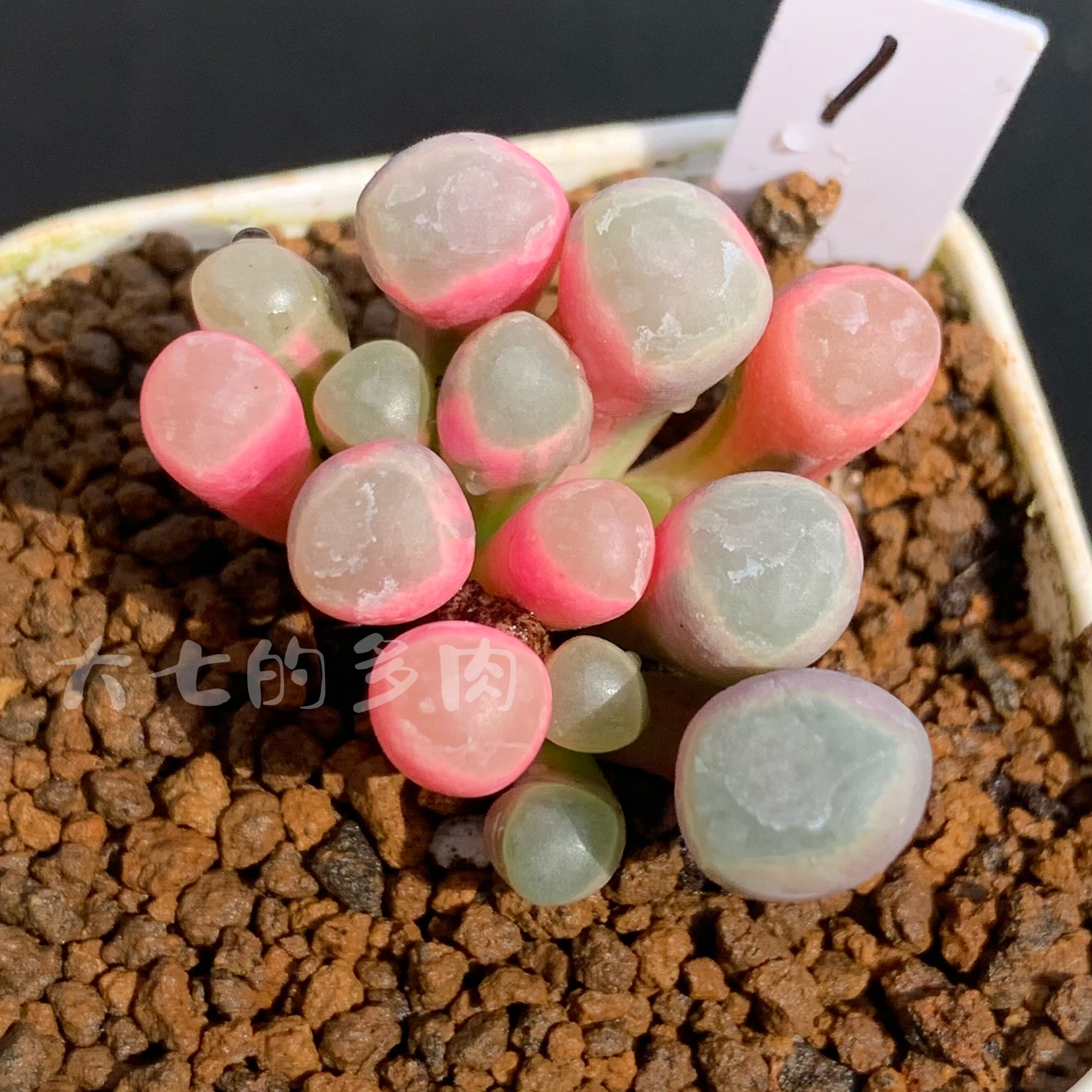 五十玲玉锦 自然锦 非药锦 一物一拍 大七的多肉 多肉植物