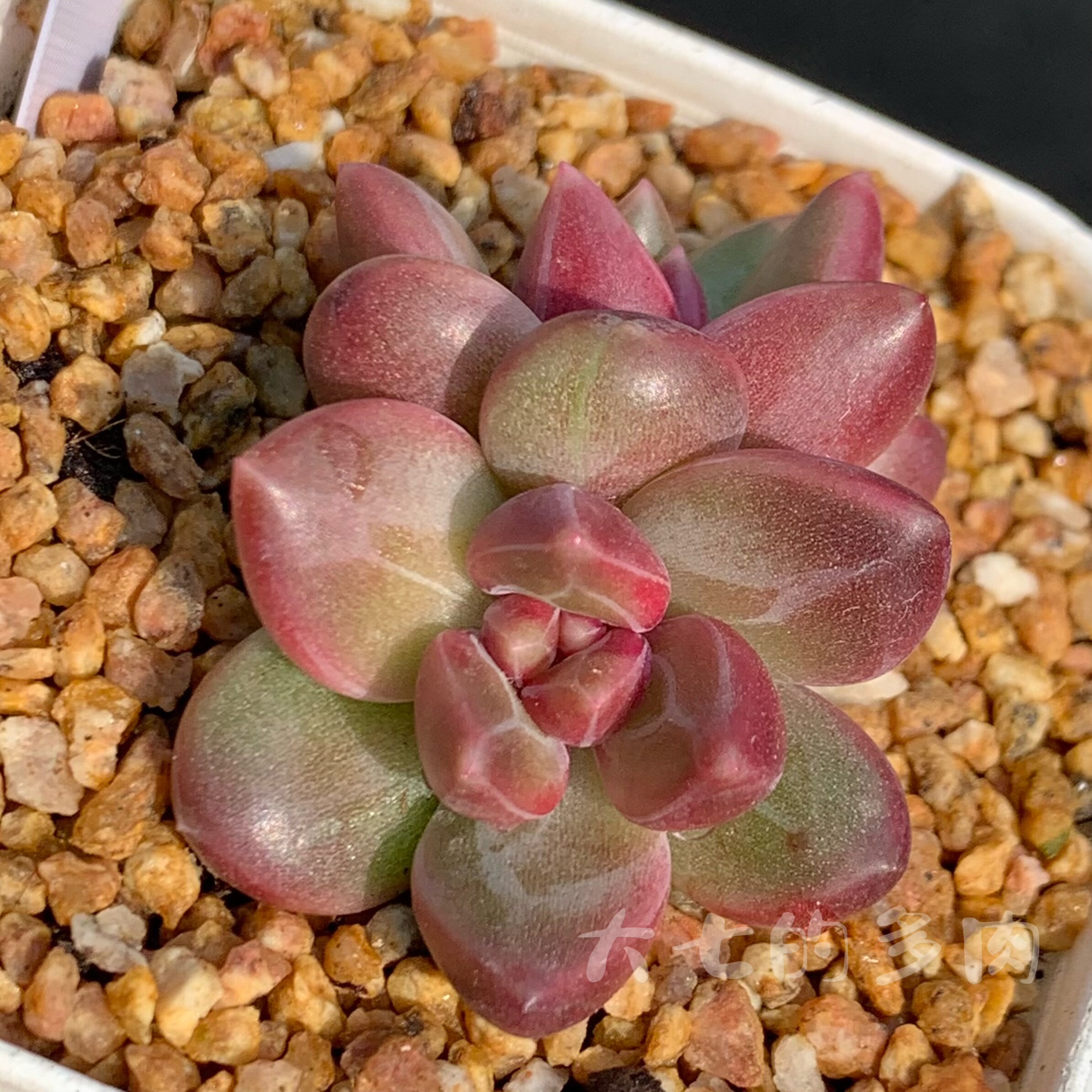 迷雾泡泡 一物一拍 大七的多肉 多肉植物,鲜花速递/花卉仿真/绿植园艺,多肉植物,淘宝优惠券,粉丝福利购,淘宝优惠卷