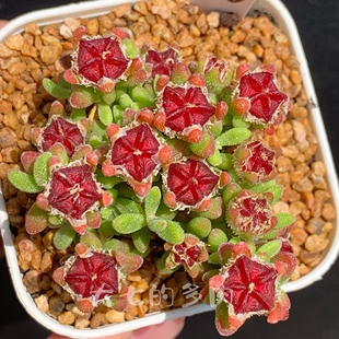 红宝石枝干番杏 春天开花后会有宝石  多肉植物 一物一拍 大七