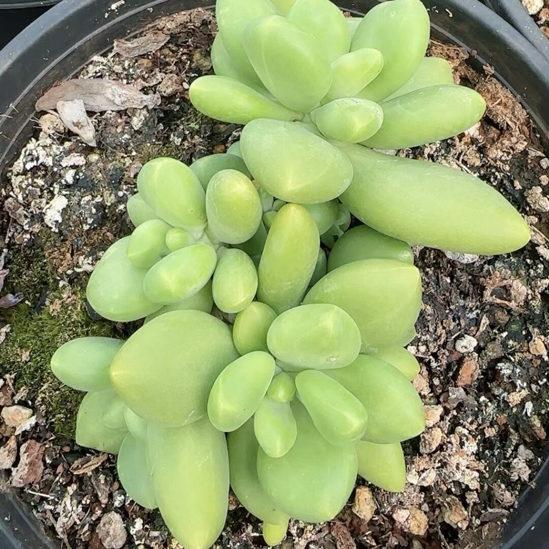 芒果奶酪 金蝉奶酪 kk美人多肉植物 一物一拍 大七的多肉