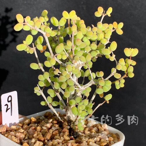 米粒枝干番杏大七的多肉一物一拍