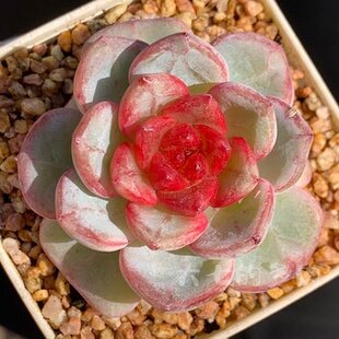 长相思 一物一拍 大七的多肉 多肉植物