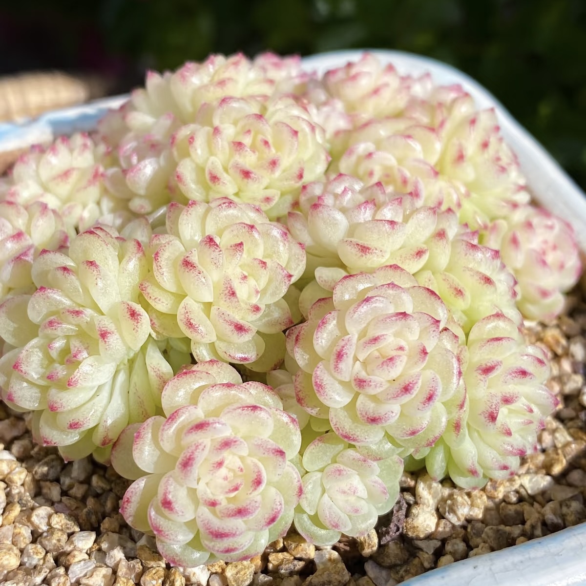 花陌ht-40麦秆 定向繁殖 一物一拍 大七的多肉 多肉植物