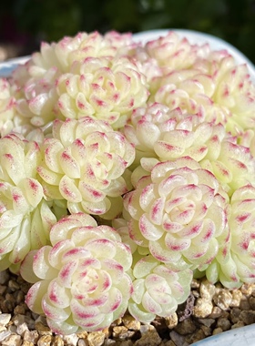 花陌ht-40麦秆 定向繁殖 一物一拍 大七的多肉 多肉植物