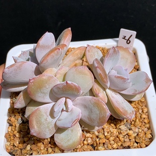 正版 大七 非杂交种播 一物一拍 多 多肉植物 奶茶