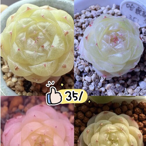 351麦秆一物一拍大七的多肉